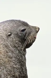 Kerguelen Fur Seal, Antarctic Fur Seal (Arctocephalus gazella) on the Island of South Georgia