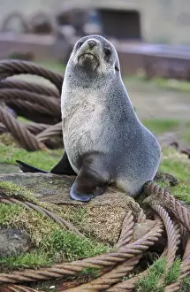 Kerguelen Fur Seal, Antarctic Fur Seal (Arctocephalus gazella) on the Island of South Georgia