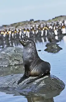 Kerguelen Fur Seal, Antarctic Fur Seal (Arctocephalus gazella) on the Island of South Georgia