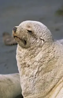 Kerguelen Fur Seal, Antarctic Fur Seal (Arctocephalus gazella) on the Island of South Georgia