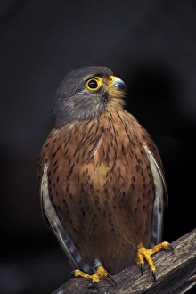 Images Dated 26th June 2007: Kestrel on perch