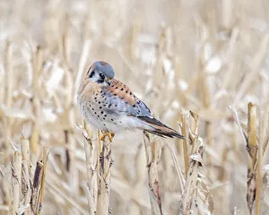 Images Dated 2022: Kestrel perched on a corn stock