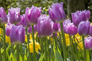 Images Dated 2nd May 2015: Keukenhof gardens. Netherlands