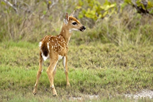 Endangered Specie Prints: Key Deer fawn, Odocoileus virgianus clavium, National Key Keer Refuge, Big Pine Key