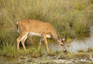 Key Deer Blvd Prints: Key Deer feeding along freshwater pond