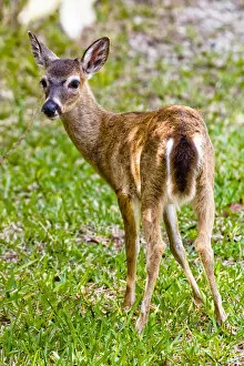 Key deer, Odocoileus virginianus clavium, the smallest of the white-tailed deer