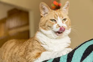 Copy Space Prints: Kia, a domestic short-hair cat, looking very hungry (PR)