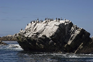 Images Dated 10th September 2009: Kidney Island, East Falkland, Falkland Islands. Kidney Island is a small tussac-covered