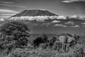 Animal Preserve Prints: Kilimanjaro in morning with Elephant, Amboseli National Park, Africa