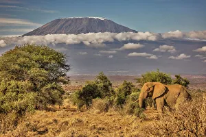 Animal Preserve Prints: Kilimanjaro in morning with Elephant, Amboseli National Park, Africa