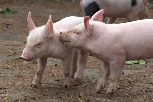 Creature Prints: Killarney National Park. County Kerry. Ireland. Muckross Traditional Farms. Pigs