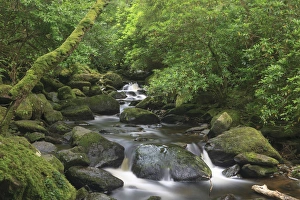 Images Dated 5th August 2011: Killarney National Park. County Kerry. Ireland. Torc Waterfall