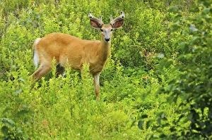 Images Dated 11th July 2006: Killarney Provincial Park. White-tailed deer in meadow