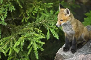 Killarney Provincial Park. Young red fox on rock