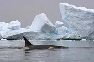 Images Dated 31st January 2007: killer whale (orca), Orcinus orca, in the waters off the western Antarctic Peninsula