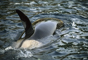 Killer Whale, Orca, (Orcinus orca), adult female at surface, Chatham Strait, SE Alaska, USA