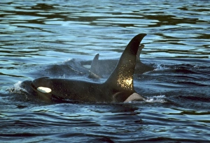Orca Prints: Killer Whales or Orca (Orcinus orca) K Pod, San Juan Islands, Washington, USA