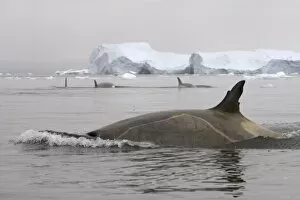 killer whales (orcas), Orcinus orca, pod traveling in waters off the western Antarctic Peninsula