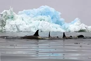 Images Dated 1st February 2007: killer whales (orcas), Orcinus orca, pod traveling in waters off the western Antarctic Peninsula