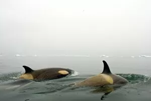 Images Dated 16th May 2005: killer whales (orcas), Orcinus orca, pod traveling in waters off the western Antarctic Peninsula