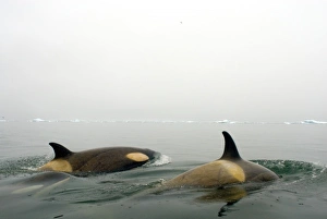 Images Dated 16th May 2005: killer whales (orcas), Orcinus orca, pod traveling in waters off the western Antarctic Peninsula