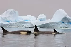 Images Dated 31st January 2007: killer whales (orcas), Orcinus orca, pod traveling in waters off the western Antarctic Peninsula