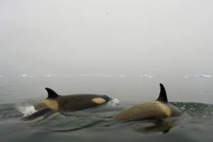 Images Dated 16th May 2005: killer whales (orcas), Orcinus orca, pod traveling in waters off the western Antarctic Peninsula