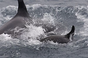 Images Dated 27th July 2007: Killer Whales (Orcinus orca) Galapagos Islands ECUADOR. South America