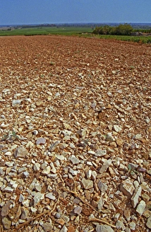 Cultivate Prints: One kind of soil in Puligny Montrachet (vineyard being replanted), Bourgogne