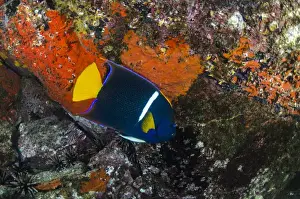 King Angelfish (Holacanthus passer) GALAPAGOS ISLANDS, Ecuador, South America
