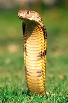 King Cobra Ophiophagus hannah Native to Northern India to China