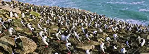 Images Dated 11th October 2012: King Cormorant or Imperial Shag, Phalacrocorax atriceps albiventer, Colony on Cliff