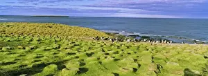 King Cormorant or Imperial Shag, Phalacrocorax atriceps albiventer, deserted colony
