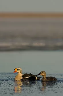 Images Dated 13th June 2006: king eider, Somateria spectabilis, pair on a freshwater lake in the National Petroleum Reserves