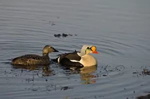 Images Dated 16th June 2006: king eider, Somateria spectabilis, pair on a freshwater lake in the National Petroleum Reserves