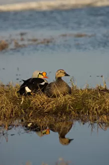 Images Dated 16th June 2006: king eider, Somateria spectabilis, pair resting along a freshwater lake, National