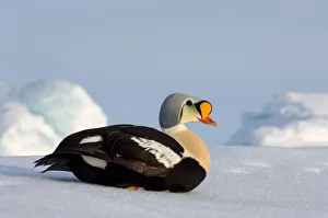 king eider, Somateria spectabilis, on jumbled ice over the frozen Chuckchi Sea, off Point Barrow