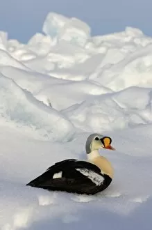 Images Dated 15th May 2006: king eider, Somateria spectabilis, on jumbled ice over the frozen Chuckchi Sea, off Point Barrow