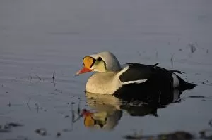 Images Dated 16th June 2006: king eider, Somateria spectabilis, male on a freshwater lake in the National Petroleum Reserves