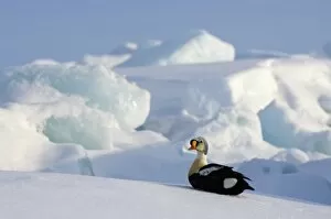 Images Dated 15th May 2006: king eider, Somateria spectabilis, on jumbled ice on the frozen Chuckchi Sea, off Point Barrow