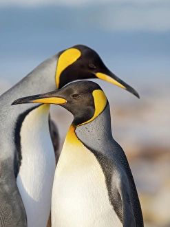 Flightless Prints: King penguin adults courtship display. South America, Falkland Islands, Saunders Island