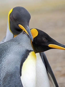 Flightless Prints: King penguin adults courtship display. South America, Falkland Islands, Saunders Island