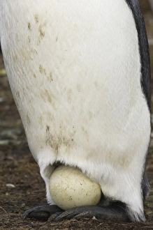 King Penguin (Aptenodytes p. patagonica). Incubating egg on feet. Volunteer Point