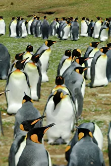 Flightless Prints: King Penguin, Aptenodytes patagonica, in colonies in the Falkland Islands, Antarctica