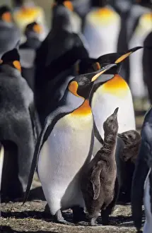 Images Dated 30th November 2012: King Penguin (Aptenodytes patagonica) chick is begging for food and is fed subsequently