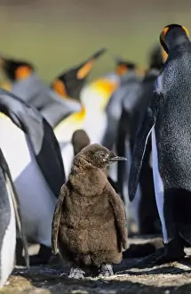 Images Dated 30th November 2012: King Penguin (Aptenodytes patagonica) chick is waiting for parents left alone in