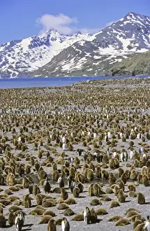 King Penguin (Aptenodytes patagonica) colony on beach with lots of chicks, St. Andrews Bay