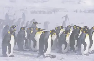 King Penguin (Aptenodytes patagonica) colony in snow during snowstrom, St. Andrews Bay