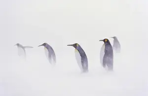 Images Dated 30th November 2012: King Penguin (Aptenodytes patagonica) colony in snow during snowstrom, St. Andrews Bay