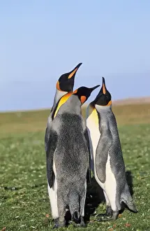 Images Dated 30th November 2012: King Penguin (Aptenodytes patagonica) group near the colony at Volunteer Point